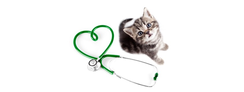 MEDICAMENTOS para GATOS exiagricola MEDICAMENTOS para GATOS exiagricola
