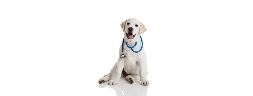 MEDICAMENTOS PERRO exiagricola MEDICAMENTOS PERRO exiagricola