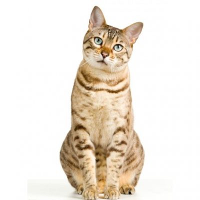 ¿Como saber si tu gato tiene una enfermedad renal? blog renal gatos 400x400 - ¿Como saber si tu gato tiene una enfermedad renal?