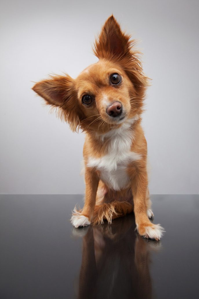 ¿Tu mascota le teme a la pirotecnia? ¿Tu mascota le teme a la pirotecnia?