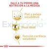 ROYAL CANIN COCKER ADULTO