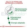 ROYAL CANIN MINI MATURE 8+