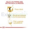 ROYAL CANIN LABRADOR ADULTO 2