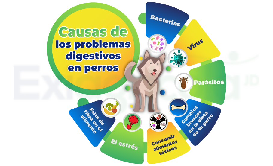 Problemas digestivos en perros: Causas y tratamiento